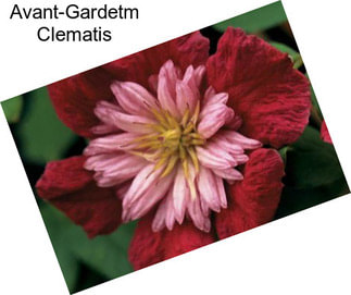 Avant-Gardetm Clematis