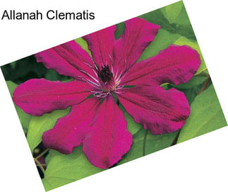 Allanah Clematis