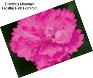 Dianthus Mountain Frosttm Pink PomPom