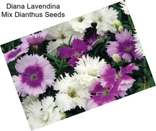 Diana Lavendina Mix Dianthus Seeds