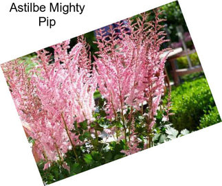 Astilbe Mighty Pip