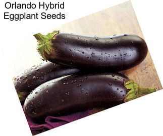 Orlando Hybrid Eggplant Seeds