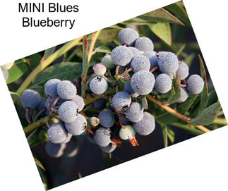 MINI Blues Blueberry