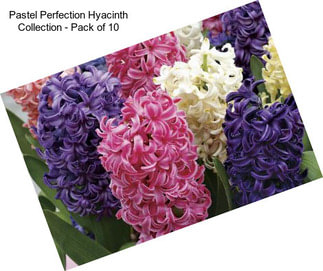 Pastel Perfection Hyacinth Collection - Pack of 10