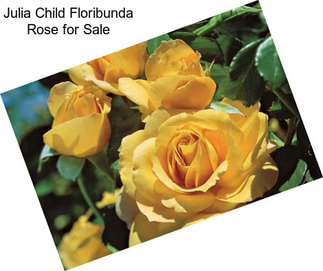 Julia Child Floribunda Rose for Sale