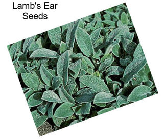 Lamb\'s Ear Seeds