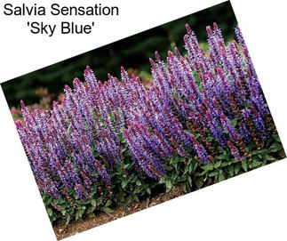 Salvia Sensation \'Sky Blue\'