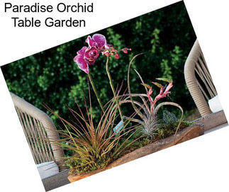 Paradise Orchid Table Garden