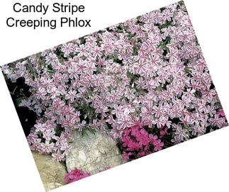 Candy Stripe Creeping Phlox