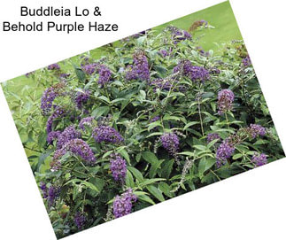 Buddleia Lo & Behold Purple Haze