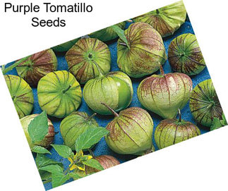 Purple Tomatillo Seeds