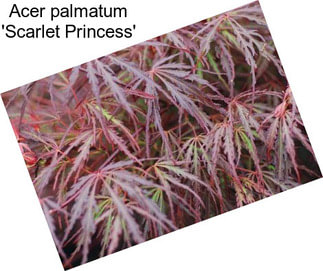 Acer palmatum \'Scarlet Princess\'