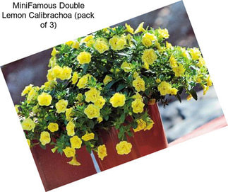 MiniFamous Double Lemon Calibrachoa (pack of 3)