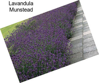 Lavandula Munstead