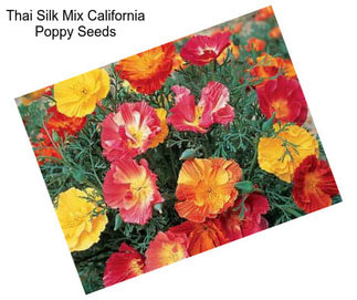 Thai Silk Mix California Poppy Seeds