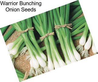 Warrior Bunching Onion Seeds