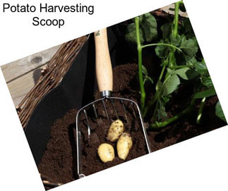 Potato Harvesting Scoop