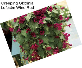 Creeping Gloxinia Lofostm Wine Red