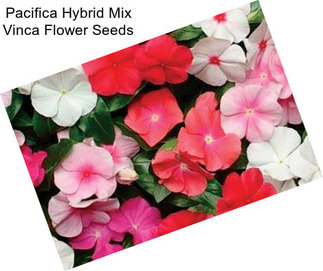 Pacifica Hybrid Mix Vinca Flower Seeds