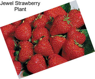 Jewel Strawberry Plant