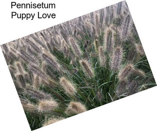 Pennisetum Puppy Love