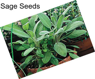 Sage Seeds