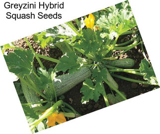 Greyzini Hybrid Squash Seeds