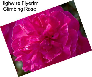 Highwire Flyertm Climbing Rose