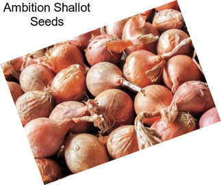 Ambition Shallot Seeds