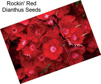 Rockin\' Red Dianthus Seeds