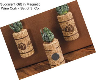 Succulent Gift in Magnetic Wine Cork - Set of 3  Co.