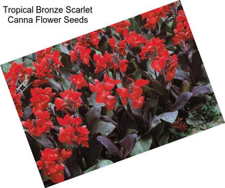 Tropical Bronze Scarlet Canna Flower Seeds