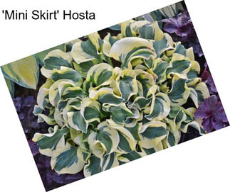 \'Mini Skirt\' Hosta