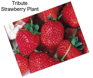 Tribute Strawberry Plant