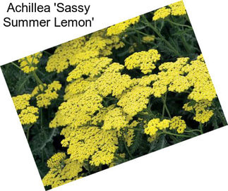 Achillea \'Sassy Summer Lemon\'