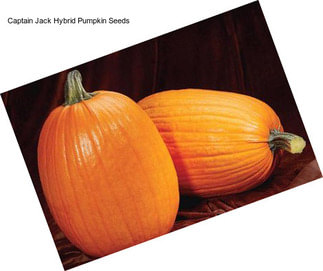 Captain Jack Hybrid Pumpkin Seeds