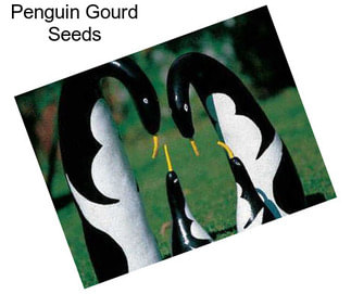 Penguin Gourd Seeds
