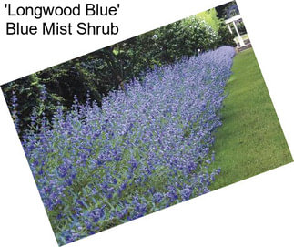\'Longwood Blue\' Blue Mist Shrub