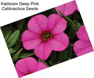 Kabloom Deep Pink Calibrachoa Seeds