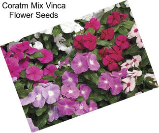 Coratm Mix Vinca Flower Seeds