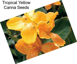 Tropical Yellow Canna Seeds