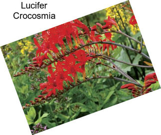 Lucifer Crocosmia