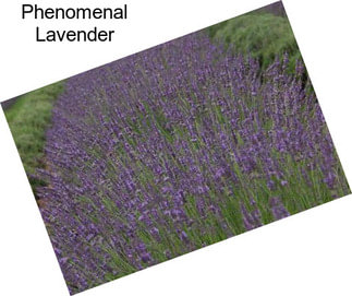 Phenomenal Lavender