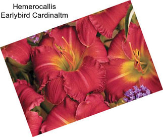 Hemerocallis Earlybird Cardinaltm