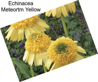 Echinacea Meteortm Yellow