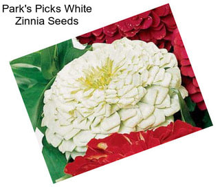 Park\'s Picks White Zinnia Seeds
