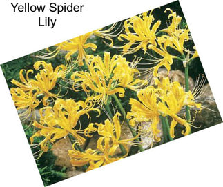 Yellow Spider Lily