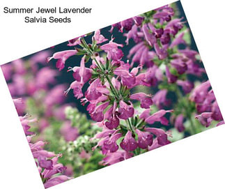 Summer Jewel Lavender Salvia Seeds