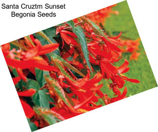 Santa Cruztm Sunset Begonia Seeds