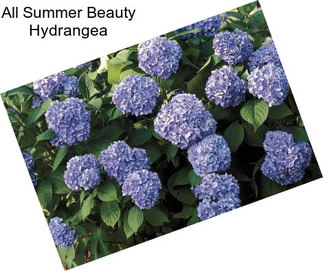 All Summer Beauty Hydrangea